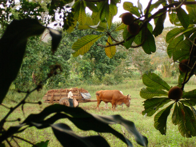 cuba-tach-redgold-green-via-flickr