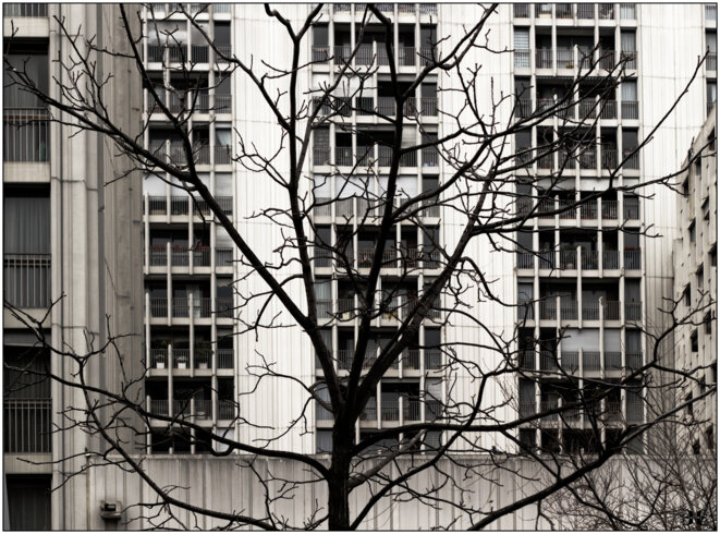 BatsandBranches © HashKa BatsandBranches © HashKa
