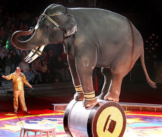 L Ordre Des Veterinaires Et Les Animaux Sauvages Dans Les Cirques Le Club De Mediapart L Ordre Des Veterinaires Et Les Animaux Sauvages Dans Les Cirques Le Club De Mediapart