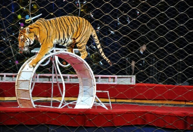cirquetigre