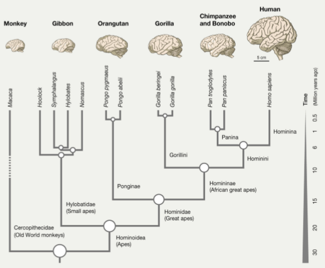 Arbre phylogénétique des primates. L’humain (human) un homininé (homininae), un hominidé (hominidae), un hominoïde (hominoidea), @Sousa et al., Evolution of the human nervous system function, structure, and development, Cell, 2017. Arbre phylogénétique des primates. L’humain (human) un homininé (homininae), un hominidé (hominidae), un hominoïde (hominoidea), @Sousa et al., Evolution of the human nervous system function, structure, and development, Cell, 2017.