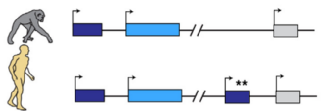 Duplication d’un gène chez l’humain. Dans ce cas, le gène bleu foncé présent chez les primates est dupliqué chez l’humain. @ Mitchell C. & Silver D., Enhancing our brain: Genomic mechanism underlying cortical evolution, Seminars in Cell & Developmental Biology, 2017. Duplication d’un gène chez l’humain. Dans ce cas, le gène bleu foncé présent chez les primates est dupliqué chez l’humain. @ Mitchell C. & Silver D., Enhancing our brain: Genomic mechanism underlying cortical evolution, Seminars in Cell & Developmental Biology, 2017.