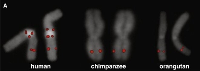 Duplication de SRGAP2 chez l’humain. Un seul gène SRGAP2 est présent sur le chromosome des chimpanzés et orangs-outans, alors que trois sont présents chez l’humain. @Dennis M. et al., Evolution of Human-Specific Neural SRGAP2 Genes by Incomplete Segmental Duplication, Cell, 2012.