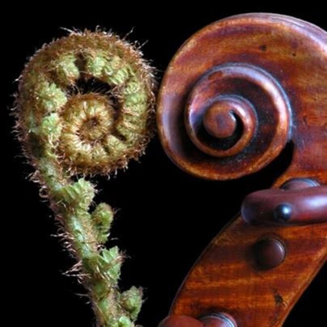 violonplante
