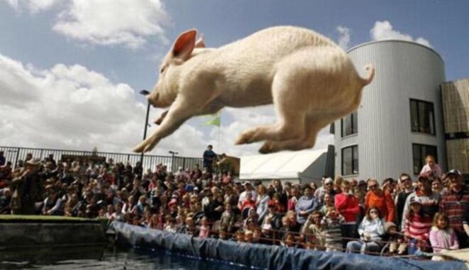 porc