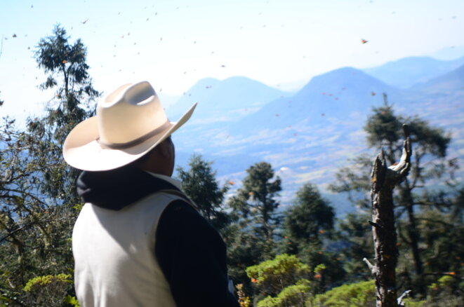 Rogelio, secrétaire de surveillance de l’ejido Cerro Prieto, veille sur les arbres «bouquets de papillons» dans la réserve de biosphère du papillon monarque. © Clément Detry