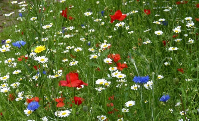 © By gailhampshire from Cradley, Malvern, U.K - 'Grow wild' Flower seeds, CC BY 2.0, https://commons.wikimedia.org/w/index.php?curid=50601287 © By gailhampshire from Cradley, Malvern, U.K - 'Grow wild' Flower seeds, CC BY 2.0, https://commons.wikimedia.org/w/index.php?curid=50601287