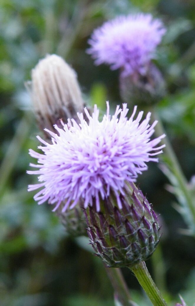 © Par Phil Sellens from East Sussex — Creeping Thistle (Circium arvense), CC BY 2.0, https://commons.wikimedia.org/w/index.php?curid=44450415 © Par Phil Sellens from East Sussex — Creeping Thistle (Circium arvense), CC BY 2.0, https://commons.wikimedia.org/w/index.php?curid=44450415