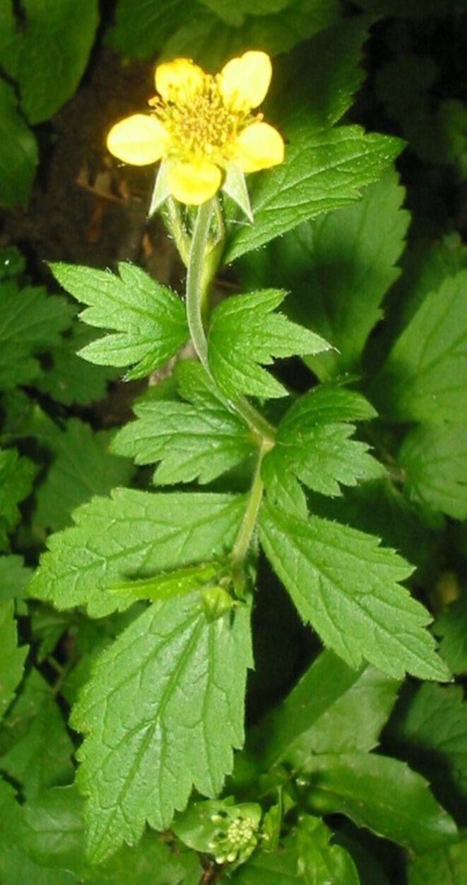 © Public Domain, https://commons.wikimedia.org/w/index.php?curid=135568 © Public Domain, https://commons.wikimedia.org/w/index.php?curid=135568