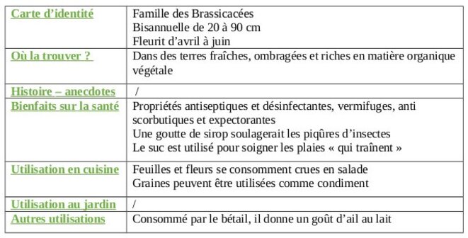 tableau-alliaire-officinale