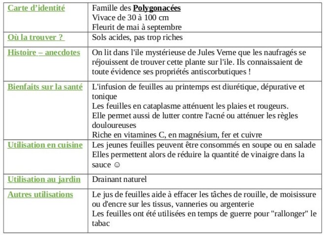 tableau-oseille-des-pres-1