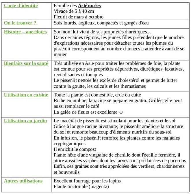 tableau-pissenlit