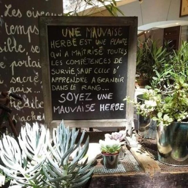 © http://www.vincentdidier.net/2015/06/mauvaise-herbe.html © http://www.vincentdidier.net/2015/06/mauvaise-herbe.html
