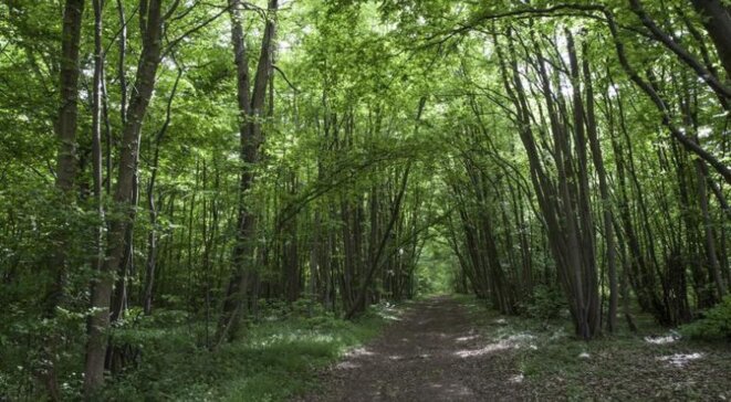 foret