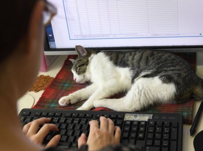 office-cat