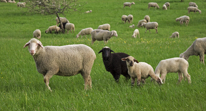 mouton-noir