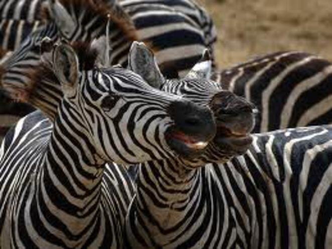 Drôles de zèbres, quand même !