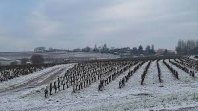 vignes