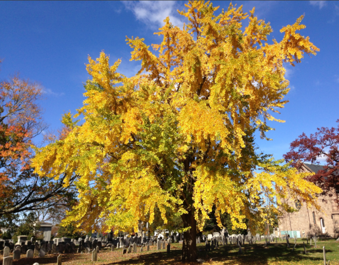 Ginkgo biloba © Famartin sur Wikipedia Ginkgo biloba © Famartin sur Wikipedia