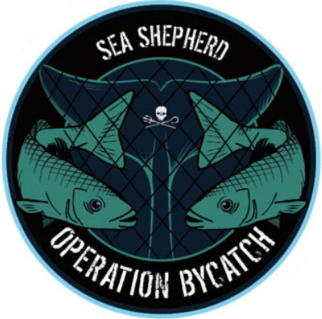 Le chalut français tue les dauphins pour s'approprier le poisson