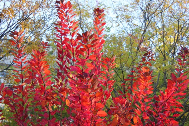 Une histoire volatile