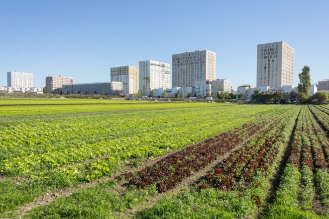L’Île-de-France est autosuffisante en salades (c'est déjà ça !) L’Île-de-France est autosuffisante en salades (c'est déjà ça !)