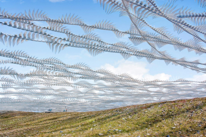 "Ornithographie". Une colonie de sternes arctiques décolle de son aire de nidification en Islande © Xavi Bou