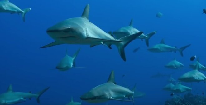 blue-requins