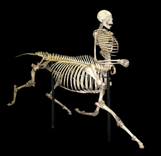 800px-centaur-skeleton