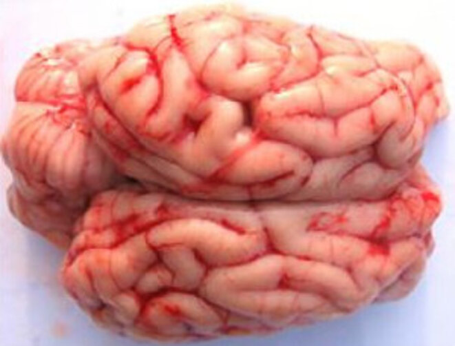 Un esprit malsain dans un porcin