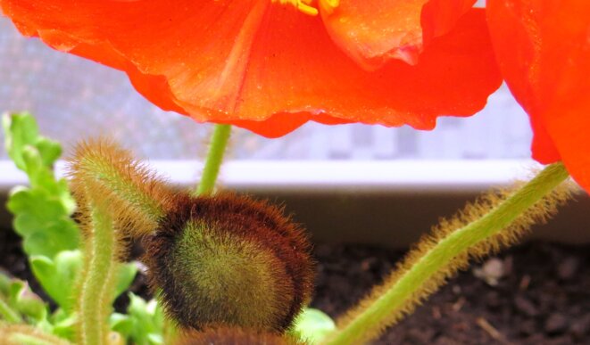 bouton-et-fleur