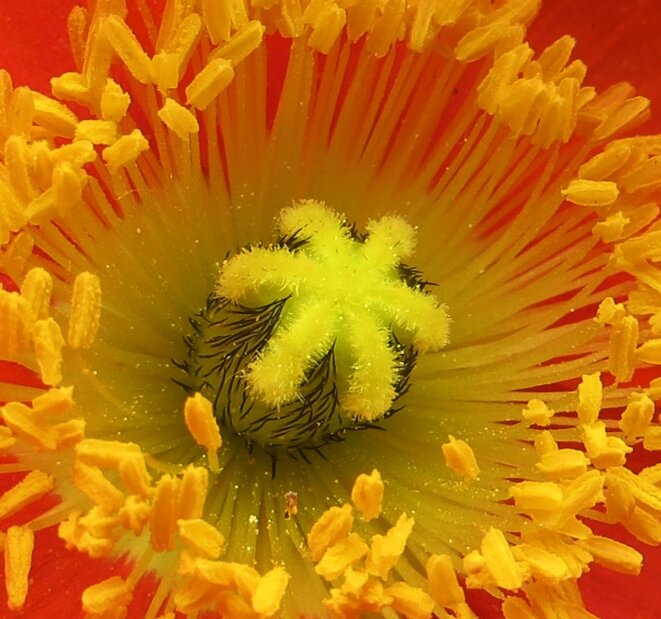 coeur-coquelicot