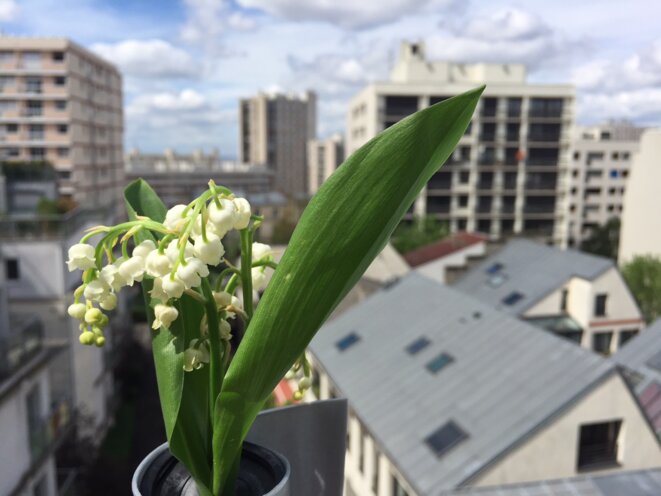 Muguet sur Paris, cru 2018 © F. Guerrien Muguet sur Paris, cru 2018 © F. Guerrien