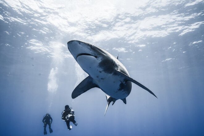 Plongée avec un longimanus au large des bahamas, une réputation de mangeur de naufragé, aujourd'hui il ne reste que 5% de sa population de l'Atlantique. Photographie Alex Souliler. Le plongeur équipé d'une caméra est Jean-Charles GRANJON.