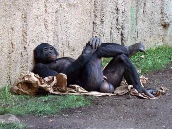 aliboffis-de-bonobos