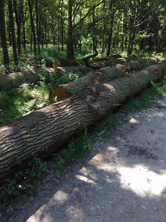 fûts de chênes abattus par l'ONF à Fontainebleau fûts de chênes abattus par l'ONF à Fontainebleau