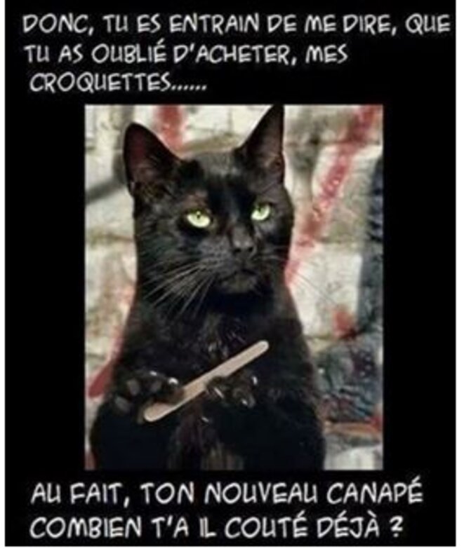 bulle-macron-male-2-le-chat-et-le-canape