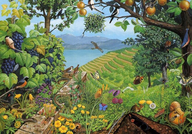 biodiversite-abondance-dessin-copie