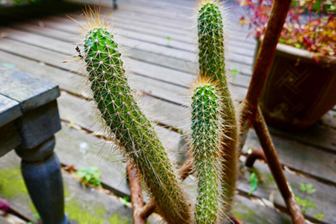 cactus