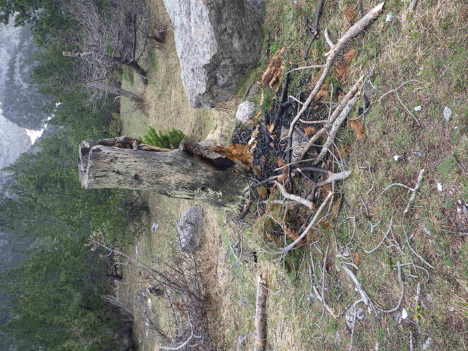 Souche d'un arbre coupé à 1,50 mètre de haut/ Remains of tree cut at 1.50 meters of height © Jean-Baptiste Combes Souche d'un arbre coupé à 1,50 mètre de haut/ Remains of tree cut at 1.50 meters of height © Jean-Baptiste Combes