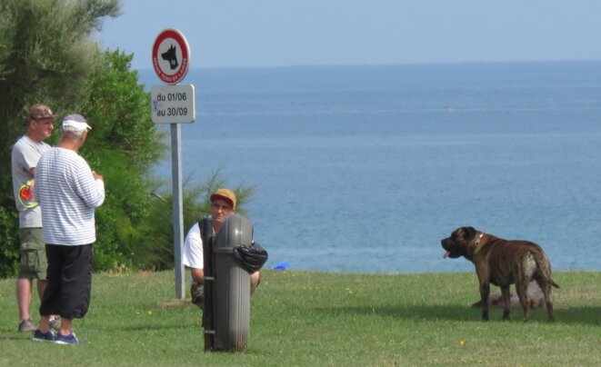 chiens