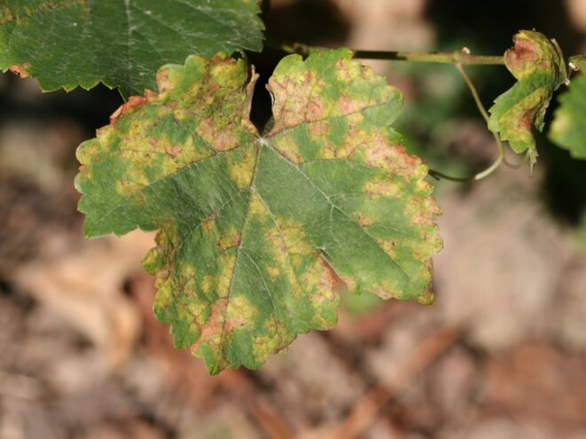 Vigne attaquée par le mildiou. Source : https://www.sciencesetavenir.fr/nature-environnement/agriculture/mildiou-l-agriculture-bio-ne-veut-plus-du-cuivre-et-de-la-bouillie-bordelaise_120005 Vigne attaquée par le mildiou. Source : https://www.sciencesetavenir.fr/nature-environnement/agriculture/mildiou-l-agriculture-bio-ne-veut-plus-du-cuivre-et-de-la-bouillie-bordelaise_120005