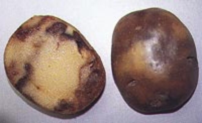Pomme de terre ravagée par le mildiou. Source : http://plantdepommedeterre.org/index/mildiou Pomme de terre ravagée par le mildiou. Source : http://plantdepommedeterre.org/index/mildiou