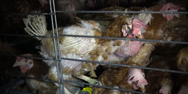La Préfète de la Creuse encourage la souffrance animale La Préfète de la Creuse encourage la souffrance animale