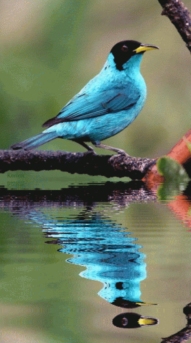 oiseau-bleu-eau-2