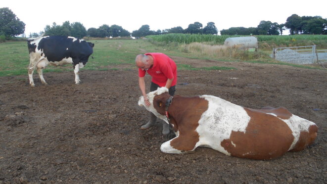 Christophe Thomas auprès de l'une de ses vaches malades. © IL/Mediapart