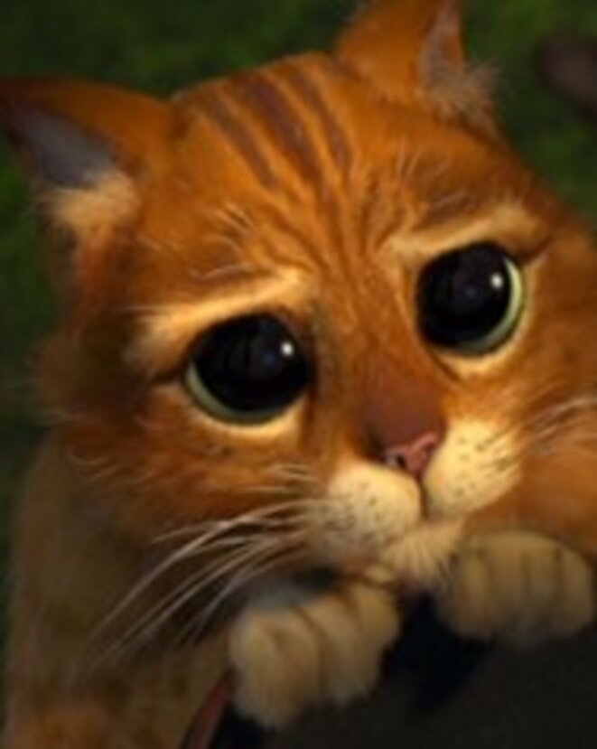 Un amour de tueur (le Chat Potté, "Shrek"). Un amour de tueur (le Chat Potté, "Shrek").