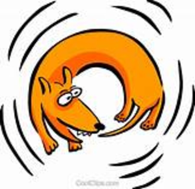 chien