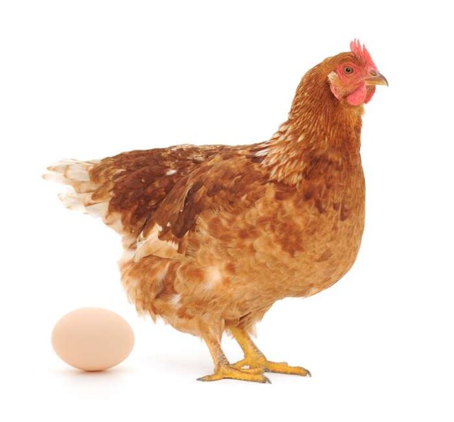 Appel à témoins : Voisin d'un élevage intensif de poules Appel à témoins : Voisin d'un élevage intensif de poules