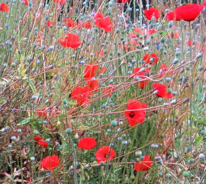 coquelicots